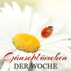 Gänseblümchen der Woche #16